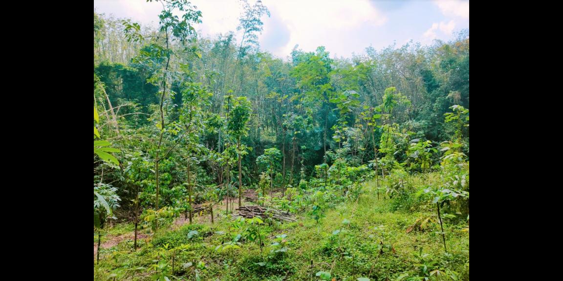 Jual Cepat Tanah 2008m² 225jt Karanganyar Jual Cepat Tanah 2008m² 225jt Karanganyar