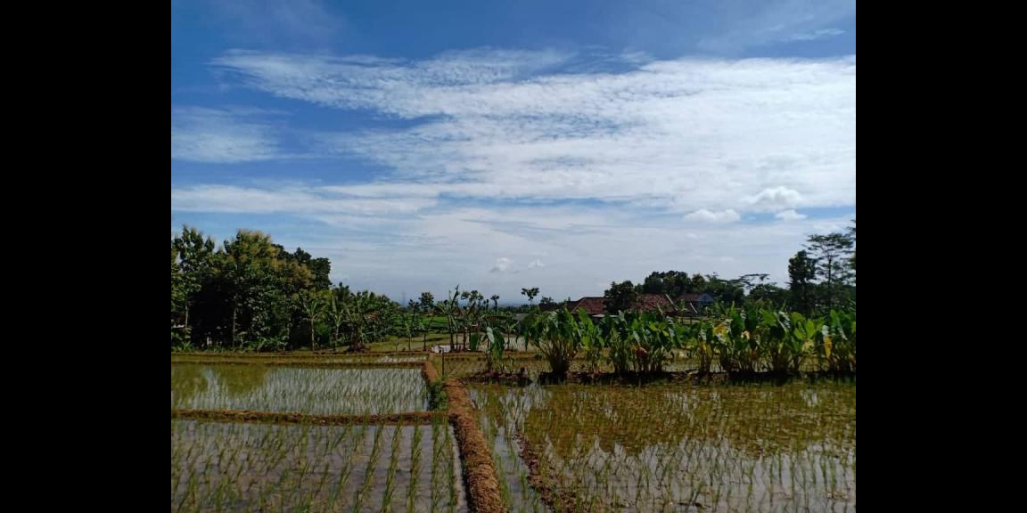 Tanah Sawah Strategis Dataran Tinggi Kerjo Karanganyar Tanah Sawah Strategis Dataran Tinggi Kerjo Karanganyar