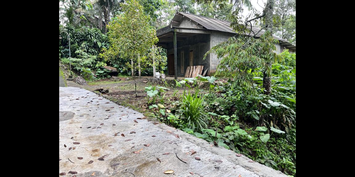 Kebun Durian Bonus Rumah Hanya 275 Juta Kemuning Kebun Durian Bonus Rumah Hanya 275 Juta Kemuning