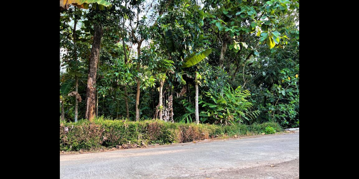 TANAH KEBUN JATI COCOK UNTUK BUKA USAHA/ RUMAH TINGGAL KERJO KARANGANYAR TANAH KEBUN JATI COCOK UNTUK BUKA USAHA/ RUMAH TINGGAL KERJO KARANGANYAR