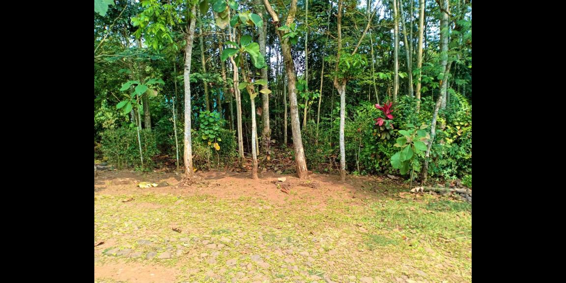 DIJUAL TANAH 150 RIBU PERMETER KECAMATAN KARANGANYAR JATENG DIJUAL TANAH 150 RIBU PERMETER KECAMATAN KARANGANYAR JATENG