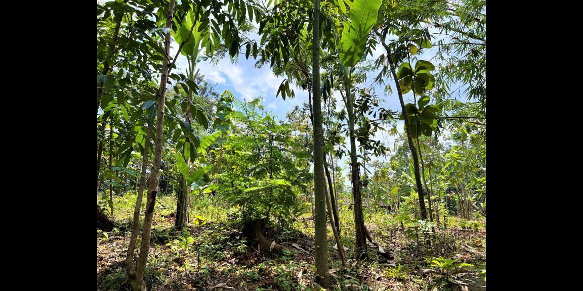 Tanah 1720m² Super Datar Karanganyar Tanah 1720m² Super Datar Karanganyar