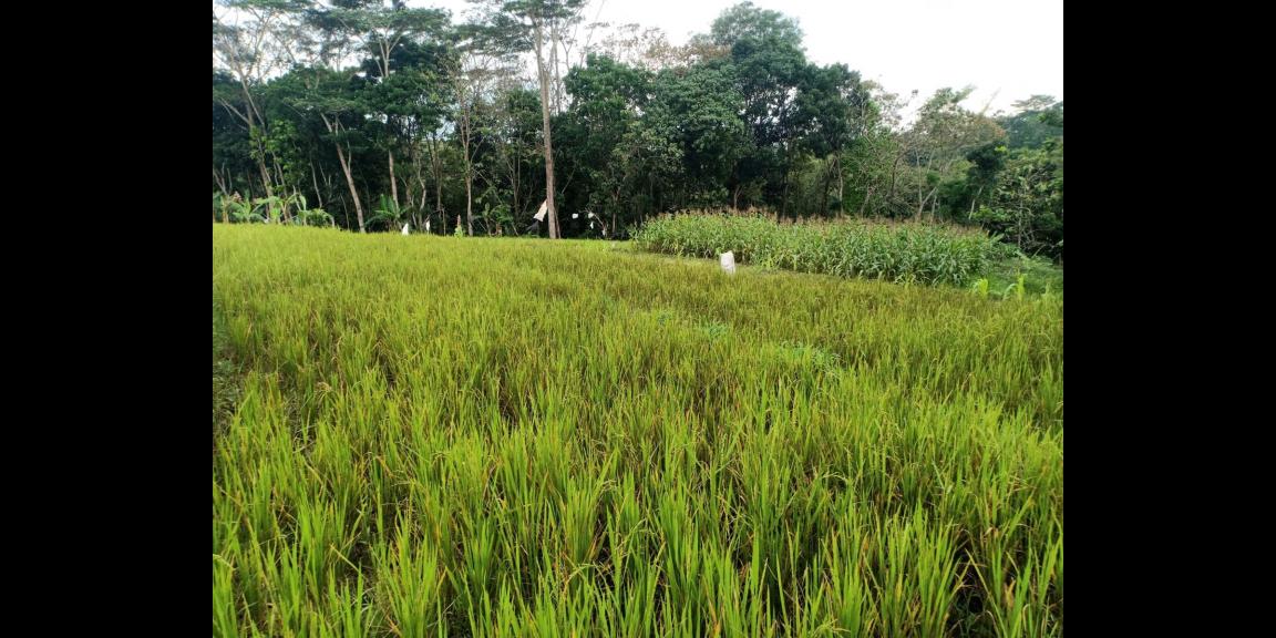 Sawah Produktif 1826m² 125Juta Kerjo Karanganyar Sawah Produktif 1826m² 125Juta Kerjo Karanganyar