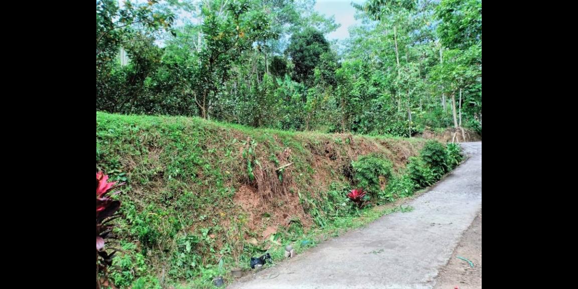 Tanah Kebun Jambu Kemuning Karanganyar Tanah Kebun Jambu Kemuning Karanganyar