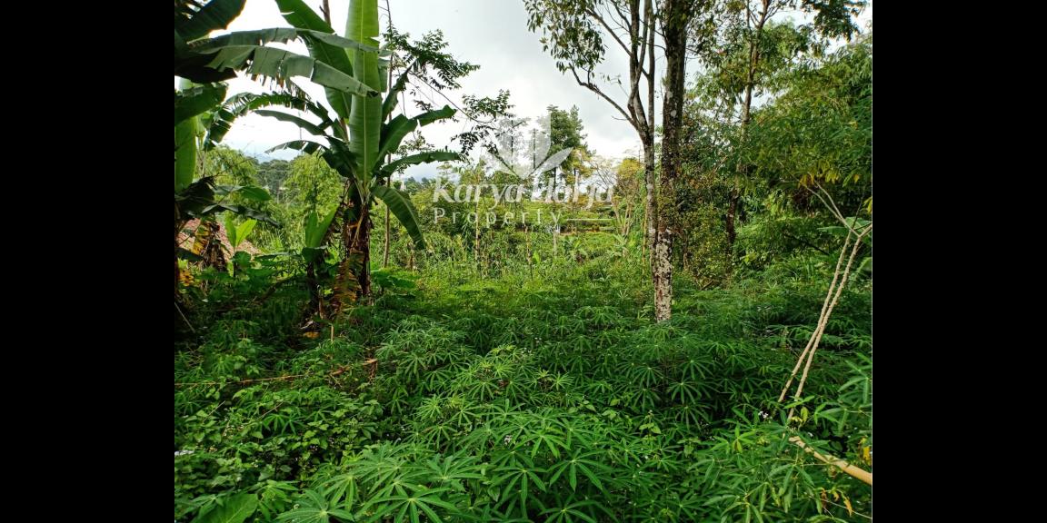 Tanah Cocok Dibangun Villa Kemuning Ngargoyoso Tanah Cocok Dibangun Villa Kemuning Ngargoyoso