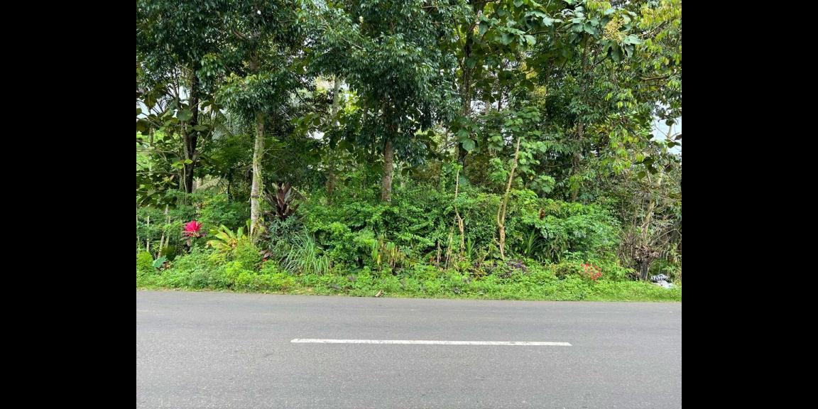 Jual Kebun Durian Jl Raya Karangpandan Karanganyar Jual Kebun Durian Jl Raya Karangpandan Karanganyar