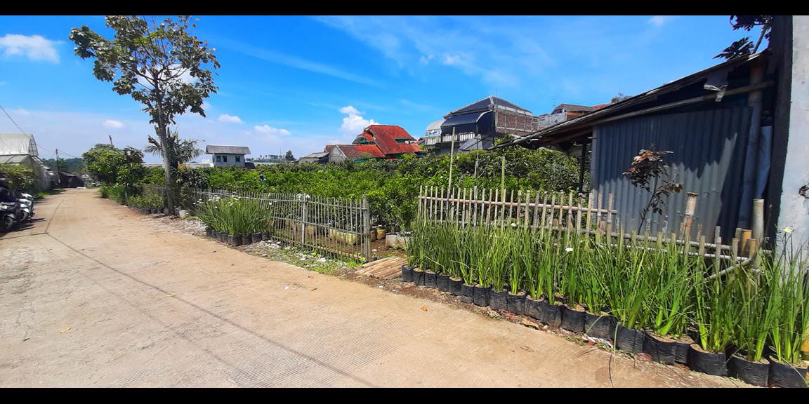 TANAH KAVLING STRAWBERRY SAYAP SERSAN BAJURI BANDUNG TANAH KAVLING STRAWBERRY SAYAP SERSAN BAJURI BANDUNG