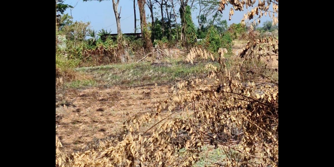 Jual Tanah Luas Strategis daerah Raya Bringkang Gresik Jual Tanah Luas Strategis daerah Raya Bringkang Gresik