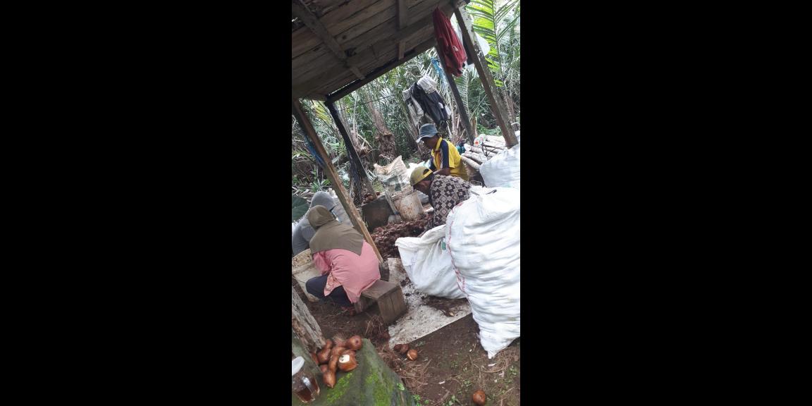 Jual Tanah Perkebunan Siap Panen Luas Daerah Wonosalam Jual Tanah Perkebunan Siap Panen Luas Daerah Wonosalam