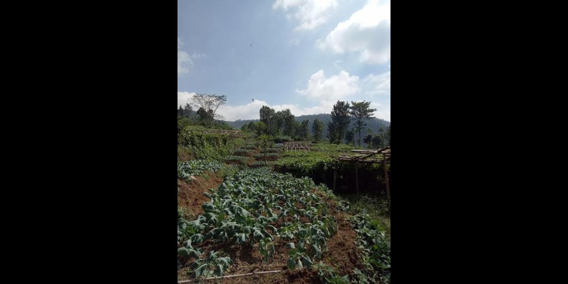 Jual Tanah Murah Daerah Cempaka Atas Kota Batu Jual Tanah Murah Daerah Cempaka Atas Kota Batu