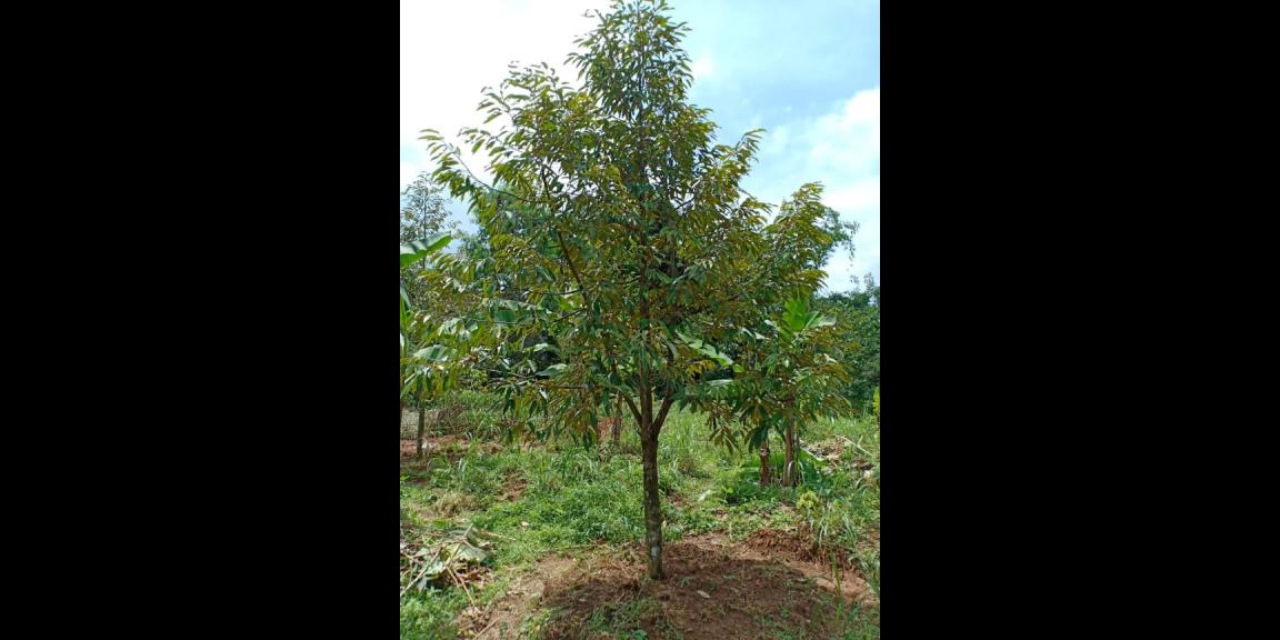 Dijual Tanah Kebun Durian Strategis Buka Usaha tepi Jl Raya Mojogedang Karanganyar Dijual Tanah Kebun Durian Strategis Buka Usaha tepi Jl Raya Mojogedang Karanganyar