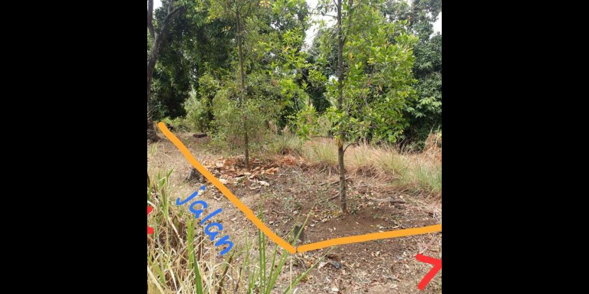 Jual Tanah Murah di Daerah Kayu Putih Buleleng Jual Tanah Murah di Daerah Kayu Putih Buleleng