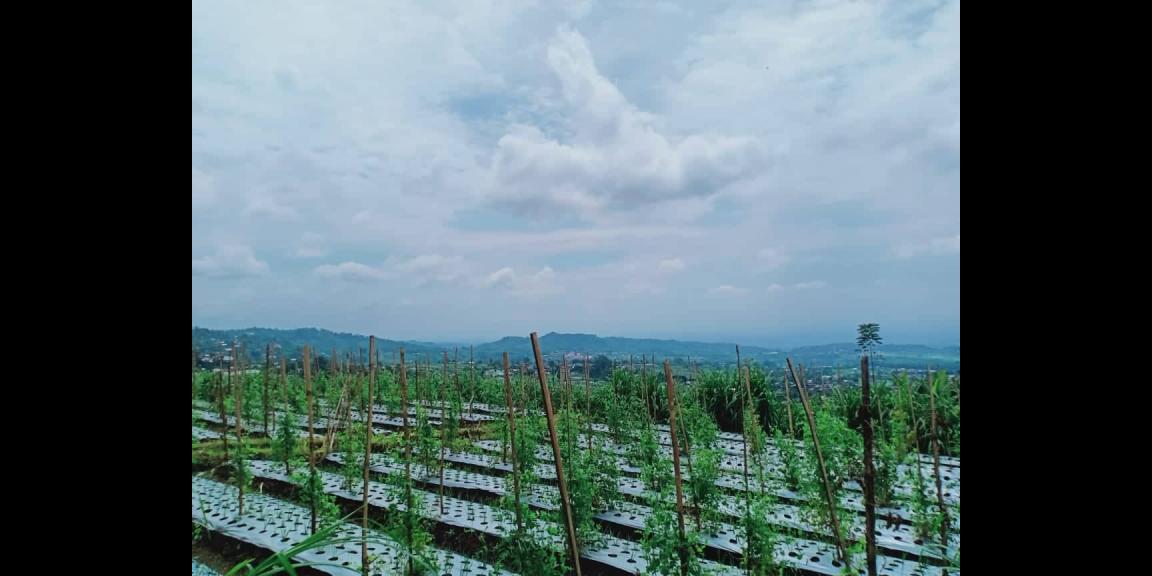 Dijual Tanah 345m² Kemuning Ngargoyoso Karanganyar Dijual Tanah 345m² Kemuning Ngargoyoso Karanganyar