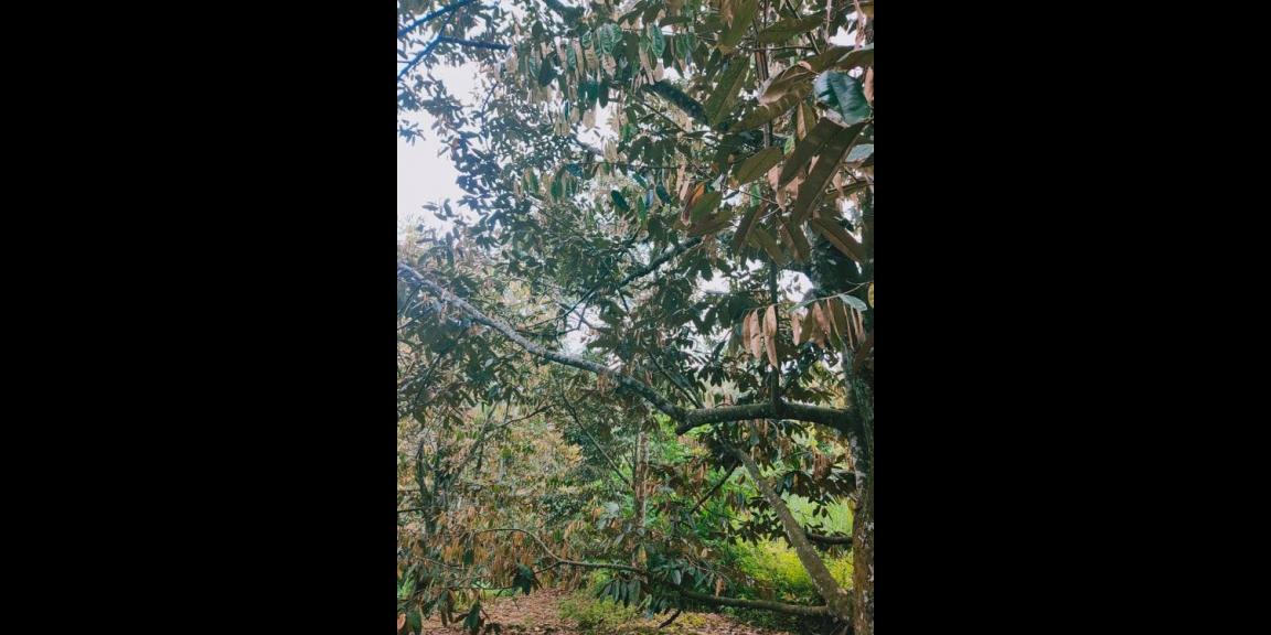 Tanah Bonus Kebun Durian Siap Panen Karangpandan Karanganyar Tanah Bonus Kebun Durian Siap Panen Karangpandan Karanganyar