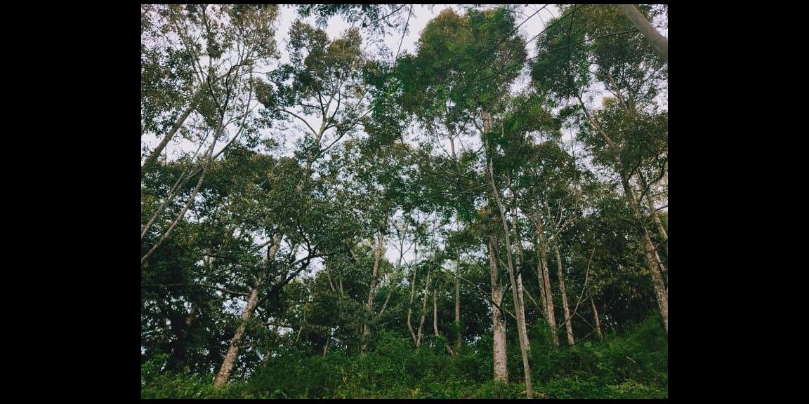 Tanah Kebun Durian 3000 m² Siap Panen Kawasan Wisata Alam Karangpandan Karanganyar Tanah Kebun Durian 3000 m² Siap Panen Kawasan Wisata Alam Karangpandan Karanganyar