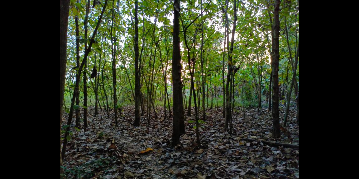 Dijual Tanah Kebun Jati 1071m² Sragen Dijual Tanah Kebun Jati 1071m² Sragen