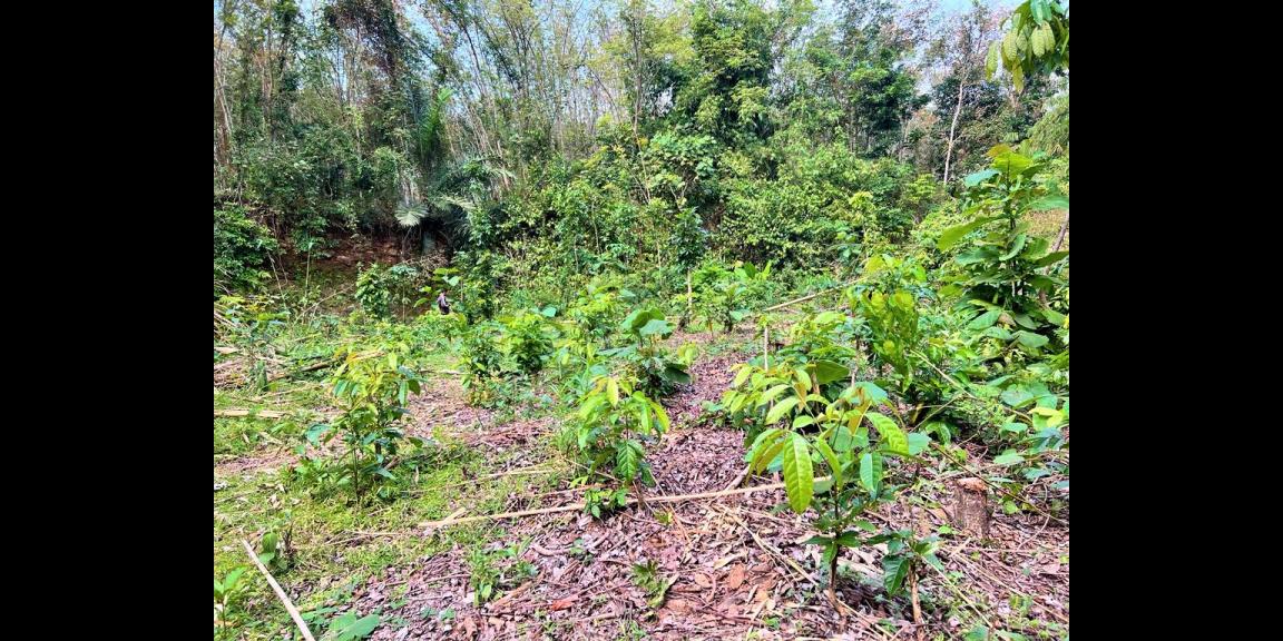 Jual Cepat Tanah 2008m² 225jt Karanganyar Jual Cepat Tanah 2008m² 225jt Karanganyar