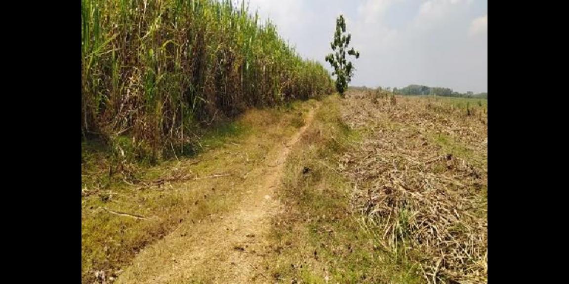 Jual Tanah Luas Strategis Daerah Desa Rejosari Sukoharjo Jual Tanah Luas Strategis Daerah Desa Rejosari Sukoharjo