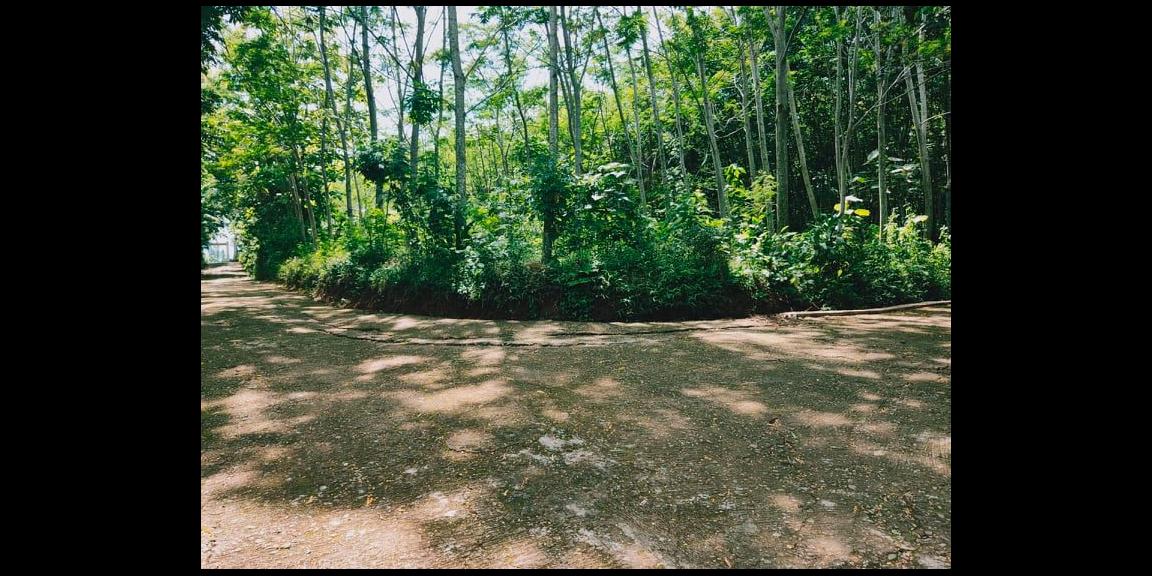 Tanah Datar Subur 3900m² Desa Wisata Mojogedang Karanganyar Tanah Datar Subur 3900m² Desa Wisata Mojogedang Karanganyar