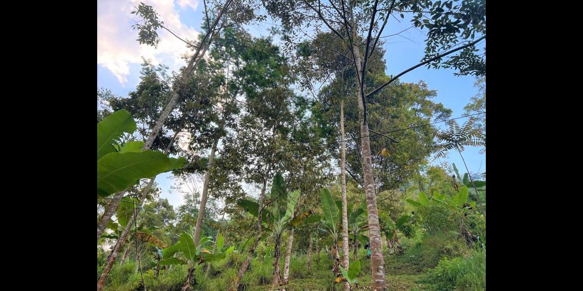 Kebun Durian 1300m2 Kemuning Ngargoyoso Karanganyar Kebun Durian 1300m2 Kemuning Ngargoyoso Karanganyar