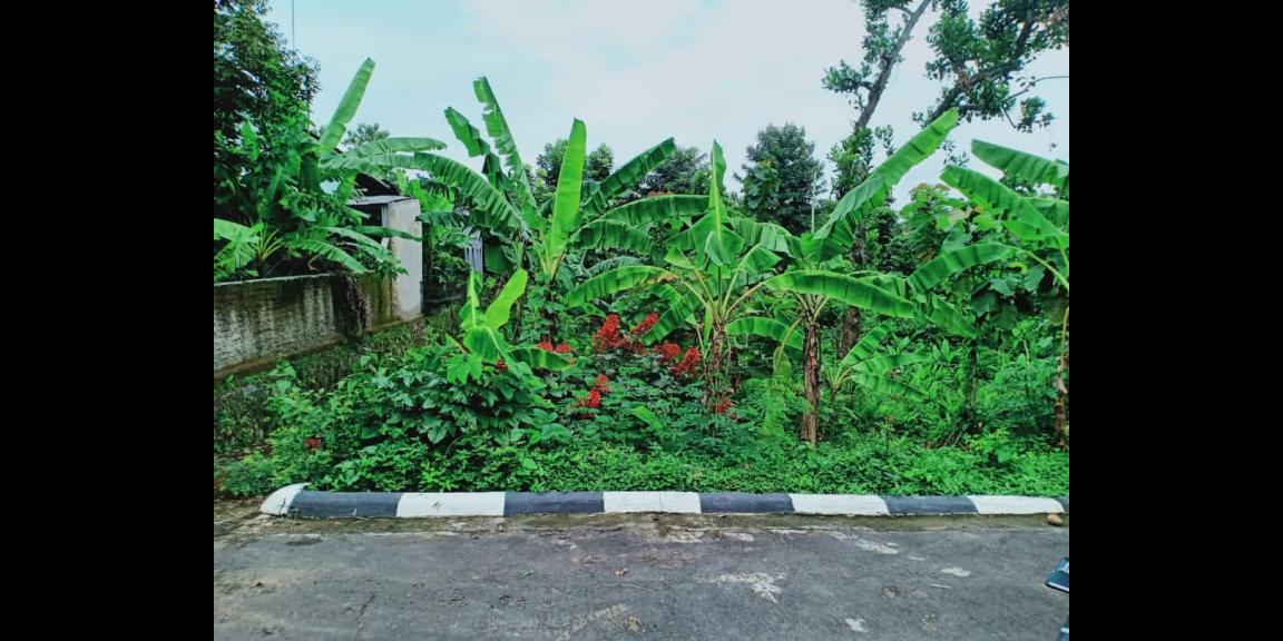 Dijual Tanah Subur di Kedawung Sragen Dijual Tanah Subur di Kedawung Sragen