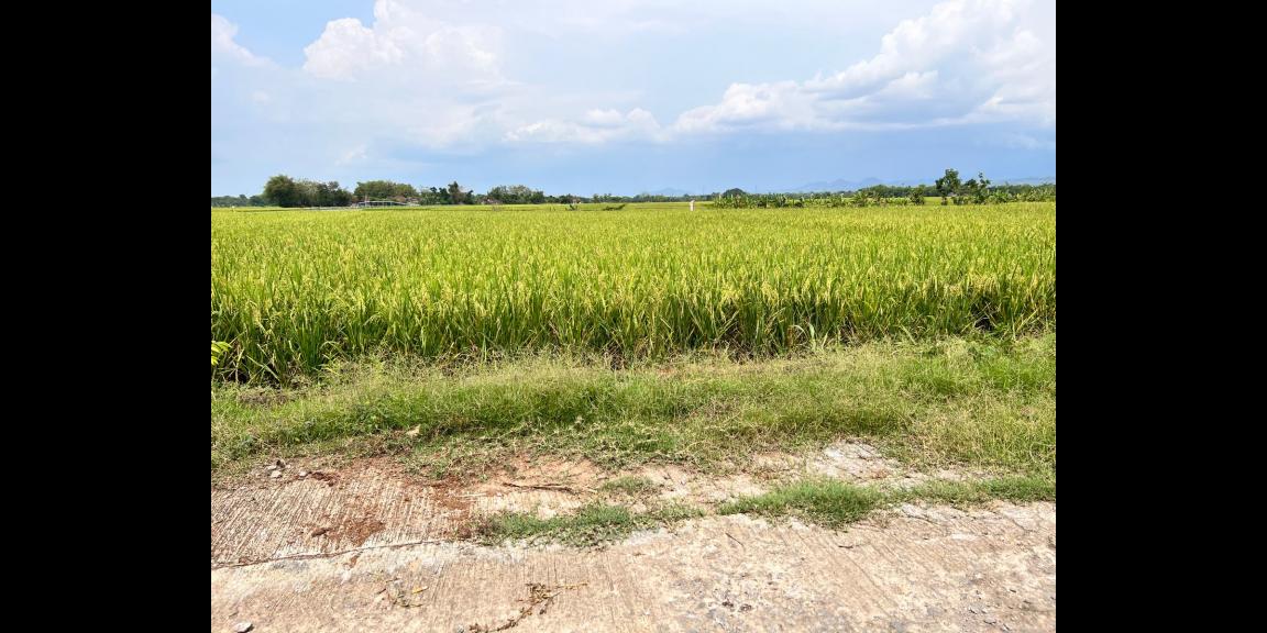 Tanah Pekarangan View Sawah Karangmalang Sragen Tanah Pekarangan View Sawah Karangmalang Sragen