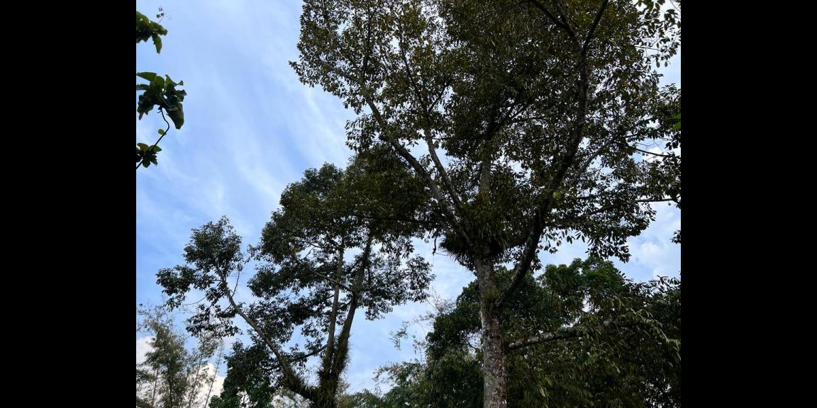 Tanah Kebun Durian 1000m² Mojogedang Karanganyar Tanah Kebun Durian 1000m² Mojogedang Karanganyar