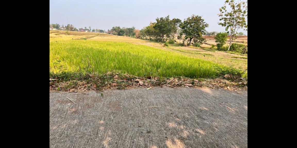 Jual Sawah 845m² 225 Juta Kedawung Sragen Jual Sawah 845m² 225 Juta Kedawung Sragen