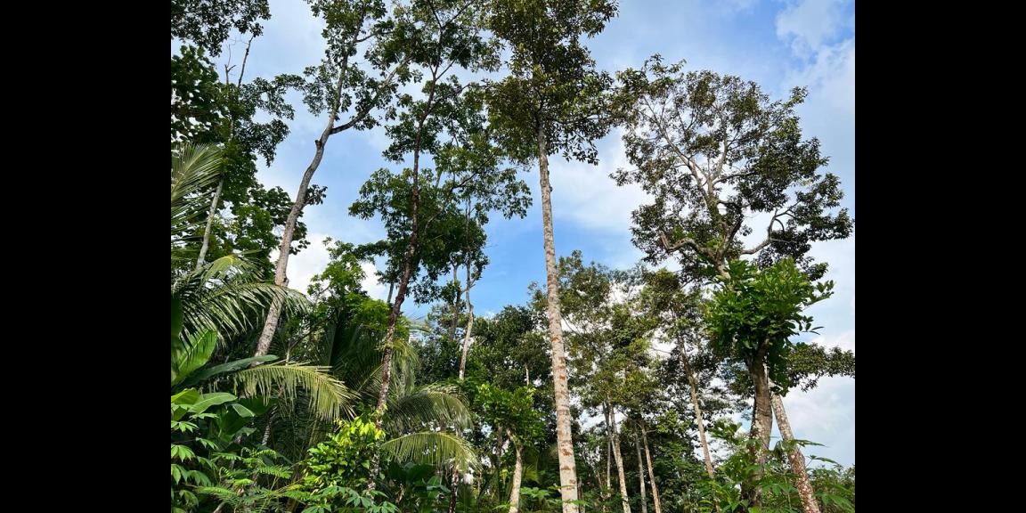 Kebun Durian Siap Berbuah Karanganyar Kebun Durian Siap Berbuah Karanganyar