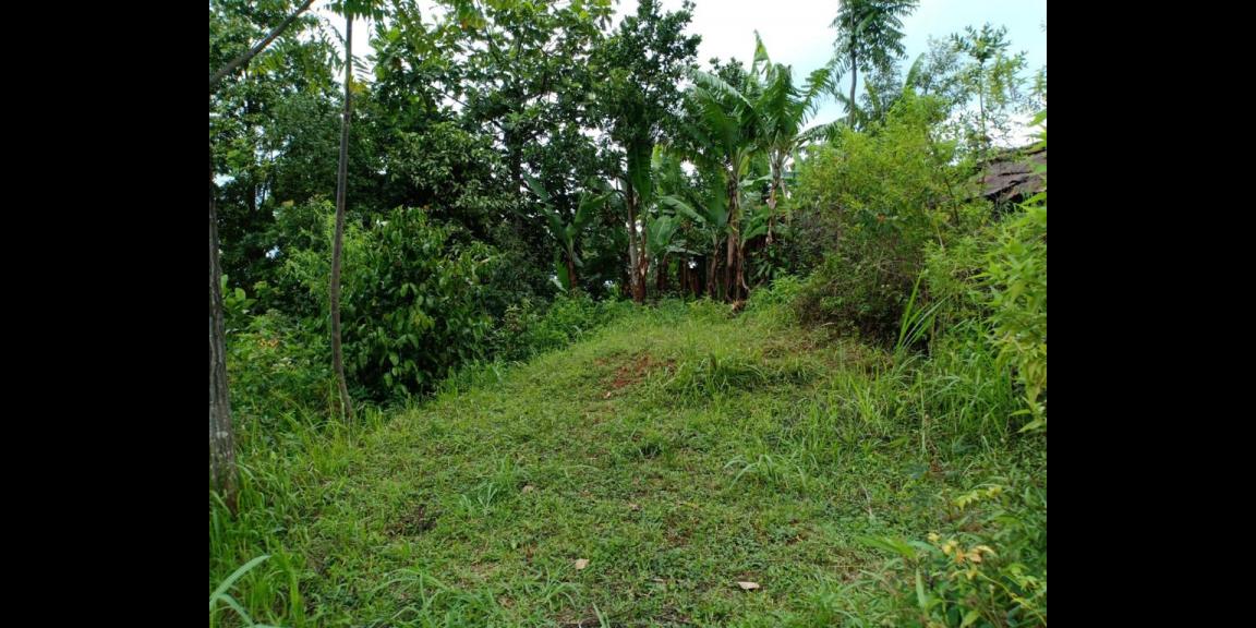 Tanah Idaman Area Kebun Teh Kemuning Karanganyar Tanah Idaman Area Kebun Teh Kemuning Karanganyar