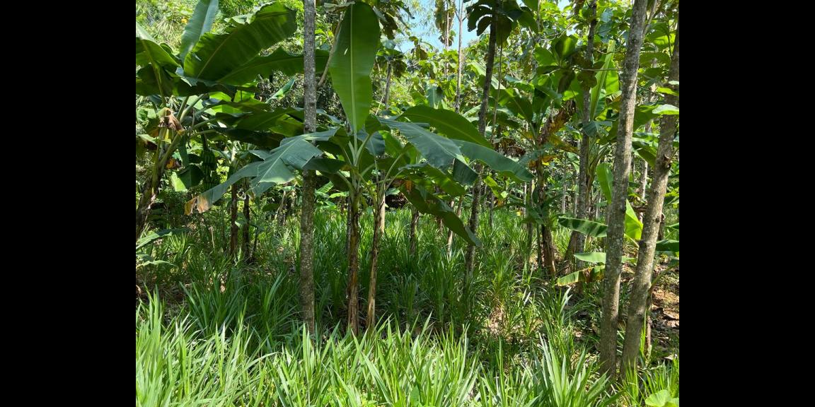 Tanah Datar Bonus Kebun Jati Kerjo Karanganyar Tanah Datar Bonus Kebun Jati Kerjo Karanganyar