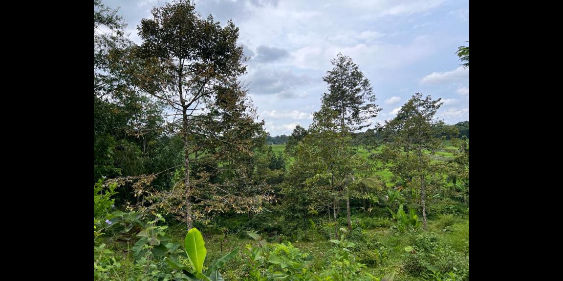 Tanah Cocok Untuk Villa Bonus Kebun Durian Karangpandan Tanah Cocok Untuk Villa Bonus Kebun Durian Karangpandan