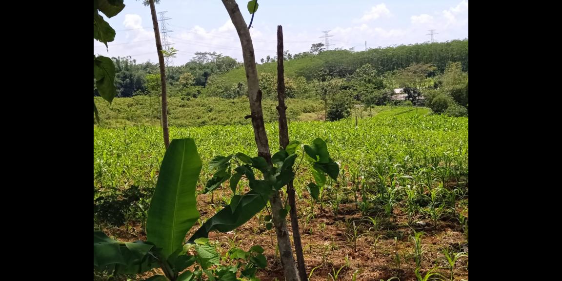 Dijual Tanah 11 Hektar Karanganyar Dijual Tanah 11 Hektar Karanganyar