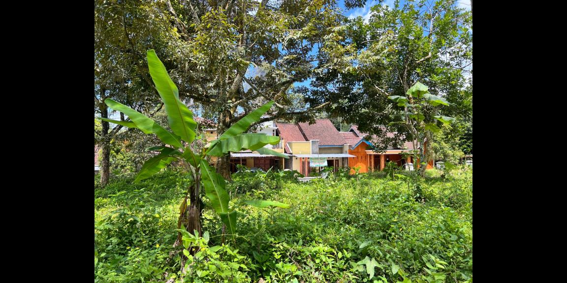 Dijual Tanah Kebun Durian Ngargoyoso Karanganyar Dijual Tanah Kebun Durian Ngargoyoso Karanganyar