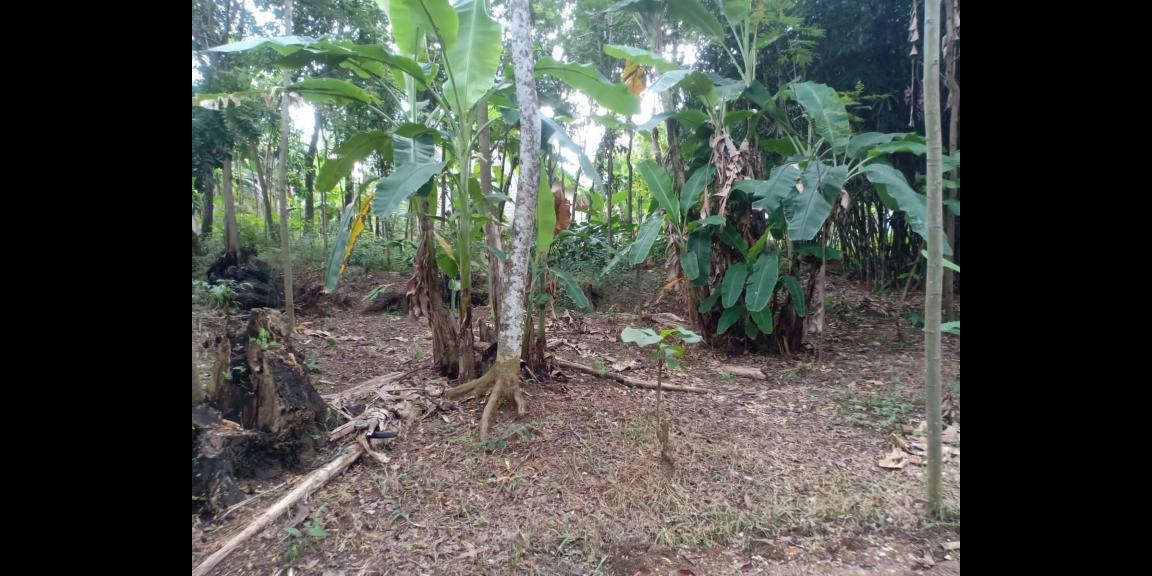 Tanah Murah 40 Juta Kerjo Karanganyar Tanah Murah 40 Juta Kerjo Karanganyar