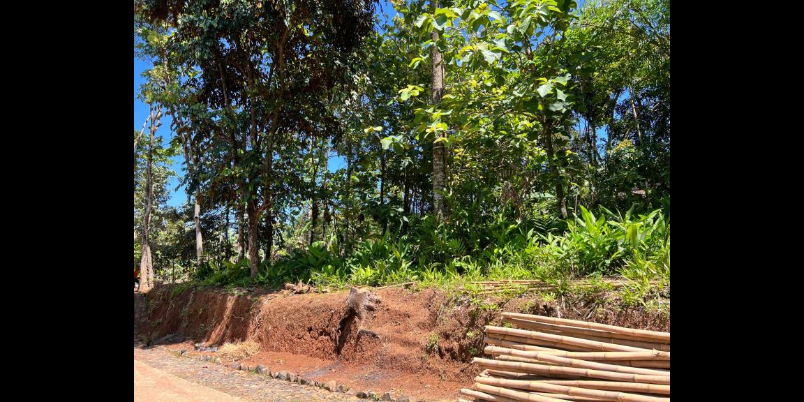 Dijual Tanah Bonus Kebun Durian Mojogedang Karanganyar Dijual Tanah Bonus Kebun Durian Mojogedang Karanganyar
