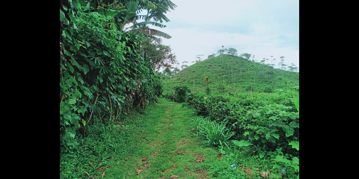 Dijual Tanah View Kebun Teh Kemuning Ngargoyoso Karanganyar Dijual Tanah View Kebun Teh Kemuning Ngargoyoso Karanganyar