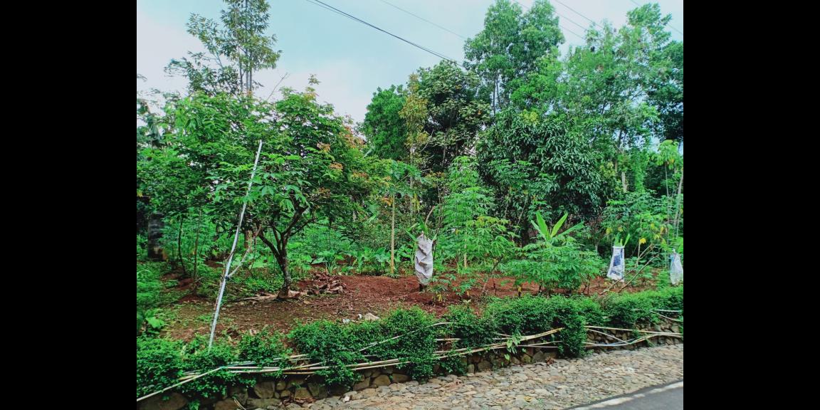 Kebun Durian Utara Pasar Mojogedang Karanganyar Kebun Durian Utara Pasar Mojogedang Karanganyar