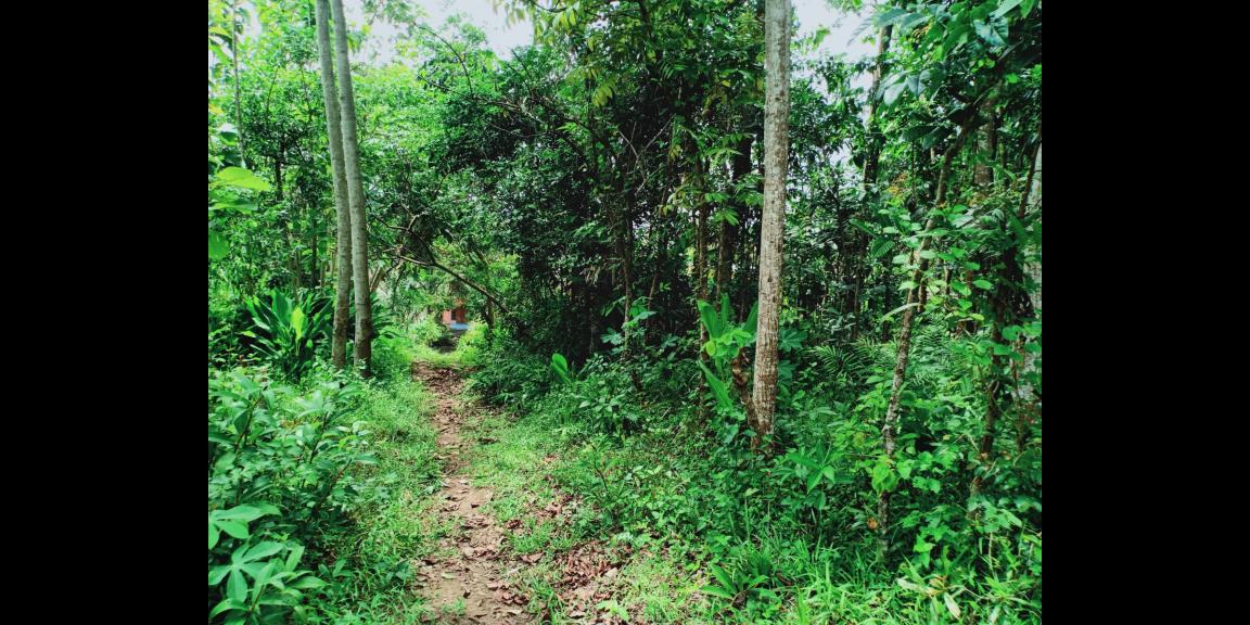 Dijual Tanah Pekarangan Karangpandan Karanganyar Dijual Tanah Pekarangan Karangpandan Karanganyar