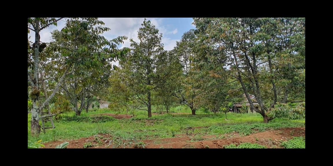 Tanah 6400m² Kebun Durian Siap Panen Kerjo Karanganyar Tanah 6400m² Kebun Durian Siap Panen Kerjo Karanganyar
