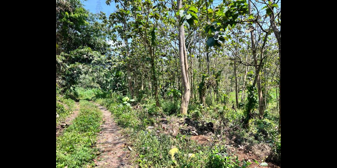 Dijual Tanah 1936 m2 Dekat Pasar Mojogedang Karanganyar Dijual Tanah 1936 m2 Dekat Pasar Mojogedang Karanganyar