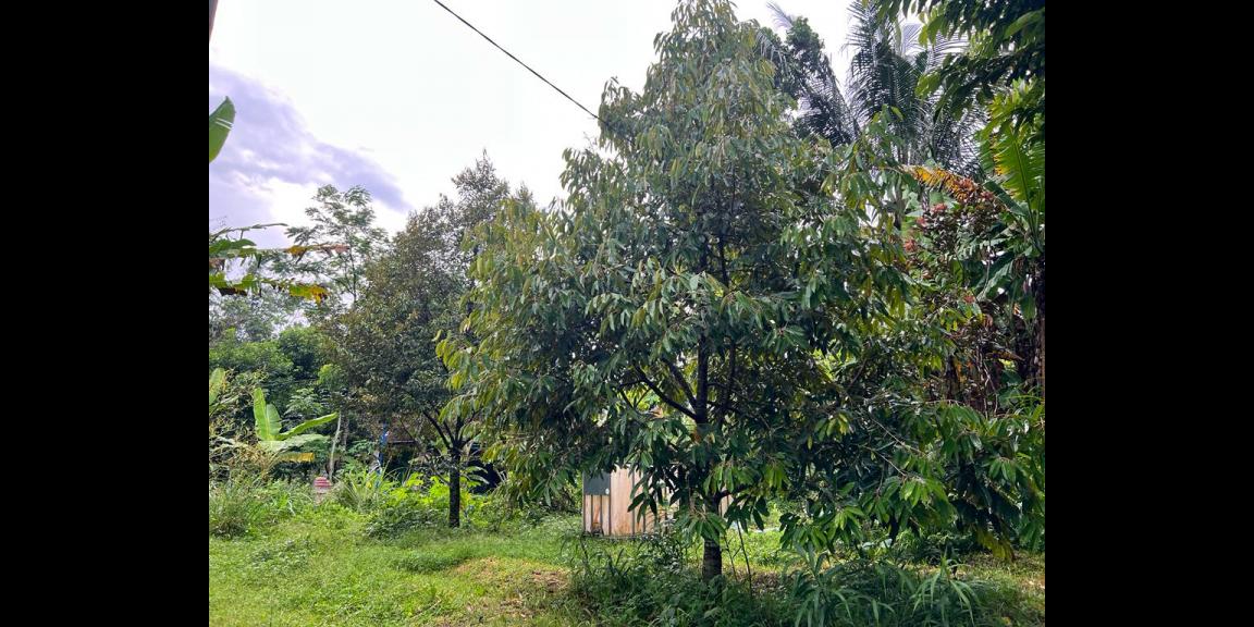 Kebun Durian Siap Berbuah Mojogedang Karanganyar Kebun Durian Siap Berbuah Mojogedang Karanganyar