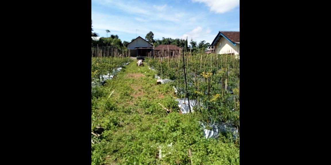 Tanah Datar Dekat Sungai Pegunungan Kemuning Ngargoyoso Tanah Datar Dekat Sungai Pegunungan Kemuning Ngargoyoso