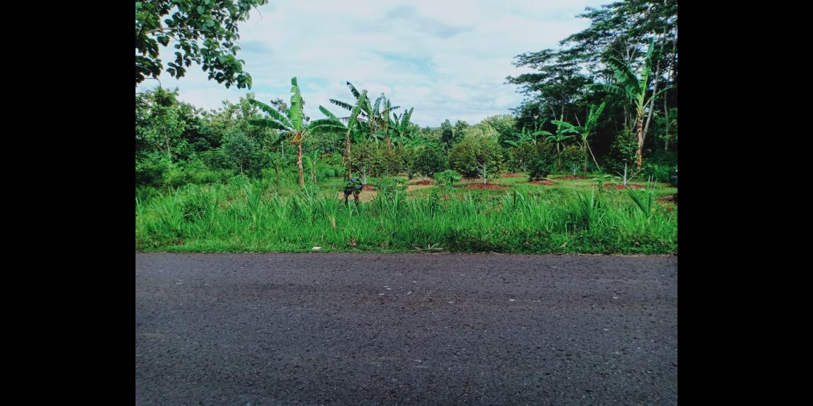 Dijual Tanah Kebun Durian Datar Karanganyar Dijual Tanah Kebun Durian Datar Karanganyar