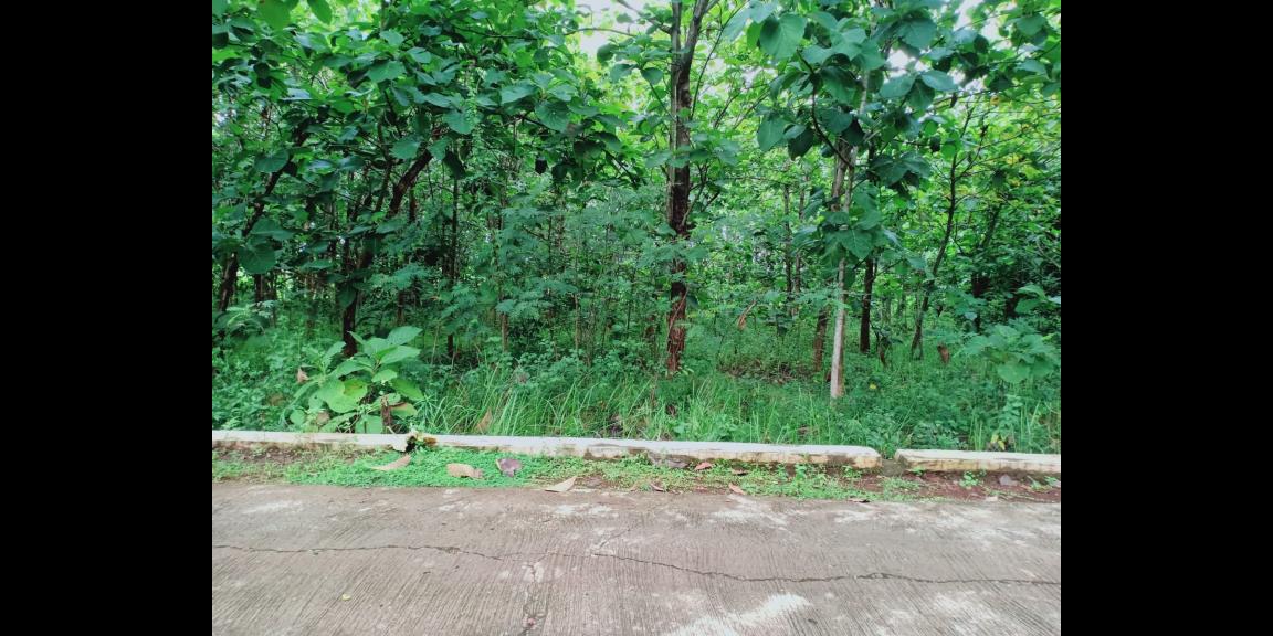 Tanah Kebun Jati Cocok dibangun Rumah Tinggal Kerjo Karanganyar Tanah Kebun Jati Cocok dibangun Rumah Tinggal Kerjo Karanganyar