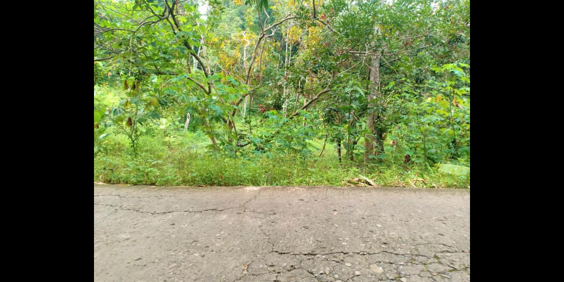 Dijual Tanah Kebun Durian 3600m² Mojogedang Karanganyar Dijual Tanah Kebun Durian 3600m² Mojogedang Karanganyar