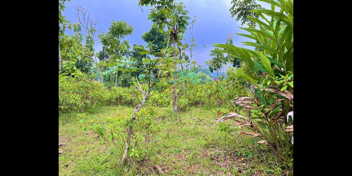 Dijual Tanah Strategis Utara Pasar Mojogedang Karanganyar Dijual Tanah Strategis Utara Pasar Mojogedang Karanganyar