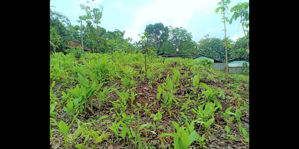 Tanah 1625m2 Dekat Sungai Sambirejo Sragen Tanah 1625m2 Dekat Sungai Sambirejo Sragen