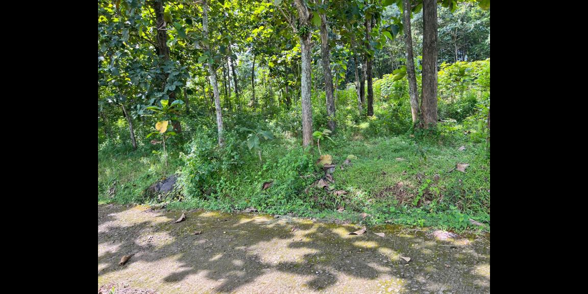 Dijual Tanah Kebun Jati 1200m² Kerjo Karanganyar Dijual Tanah Kebun Jati 1200m² Kerjo Karanganyar