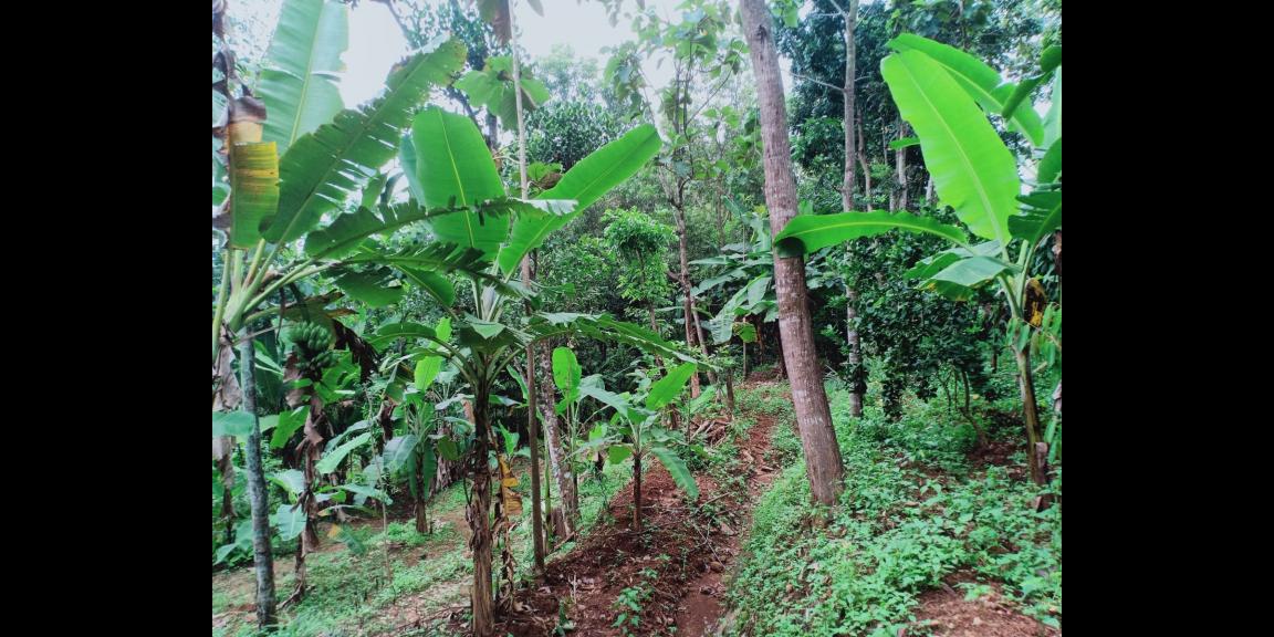 Tanah Cocok untuk Kebun Buah / Investasi Kerjo Karanganyar Tanah Cocok untuk Kebun Buah / Investasi Kerjo Karanganyar